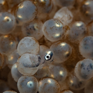 Baby zeedonderpad kruipt uit ei